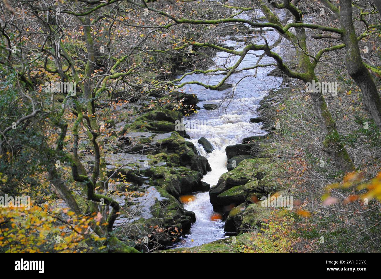 River Wharfe a Bolton Abbey, North Yorkshire, Inghilterra, Regno Unito Foto Stock