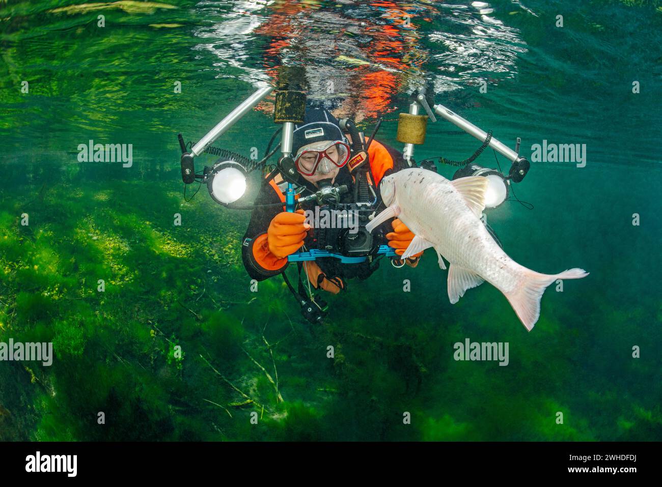 Il subacqueo fotografa la varietà di colore bianco di un rudd in un lago della foresta alluvionale Foto Stock