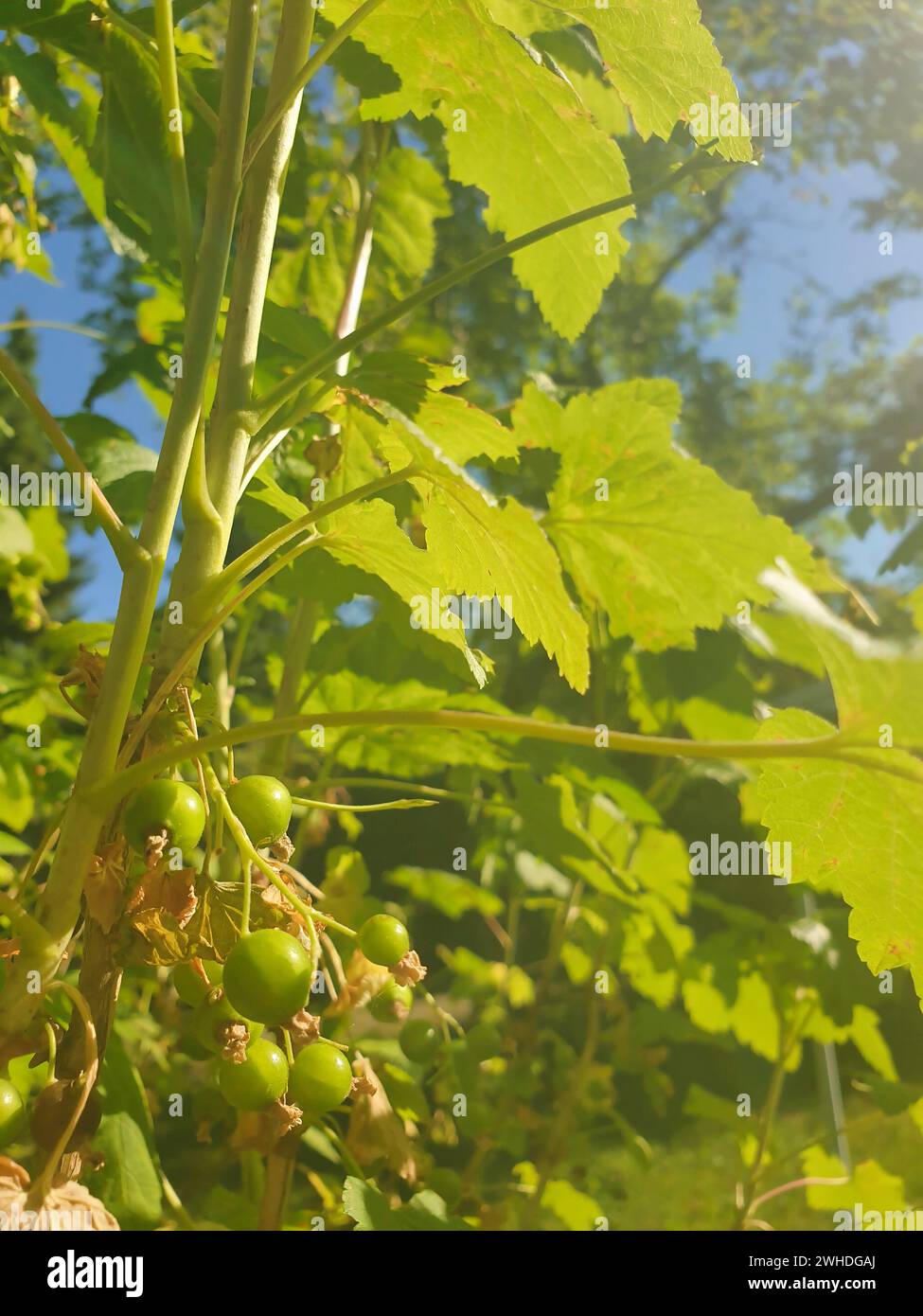 Uva spina verde non matura alla luce del sole nel giardino di Berlino, Germania Foto Stock