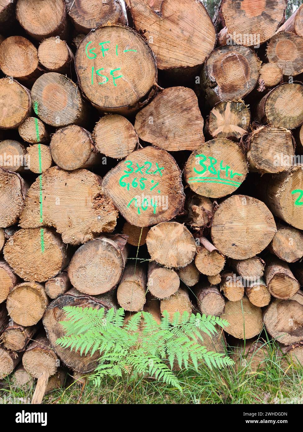 Palude con tronchi e felci marcati verdi nella foresta vicino a Markgrafenheide sulla costa del Mar Baltico, Meclemburgo-Pomerania Occidentale, Germania, Europa Foto Stock
