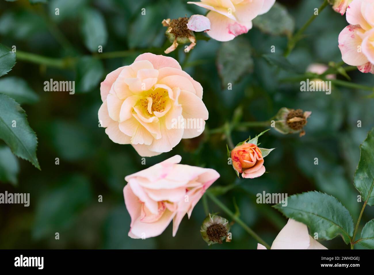 Inverdimento urbano con la rosa bengalese (Rosa chinensis) a Frankfut, Hesssen, Germania Foto Stock