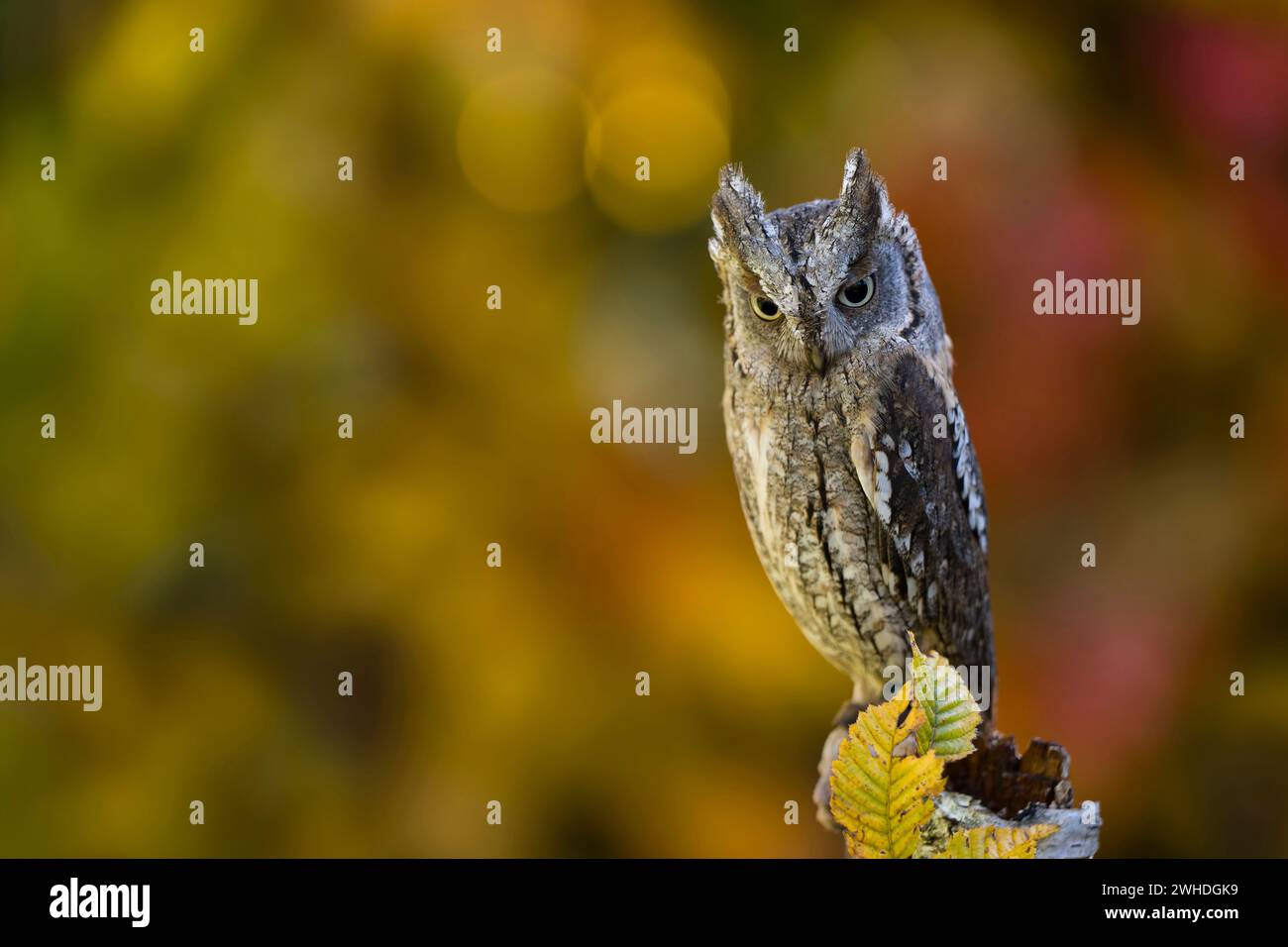 Gufo Scops (Otus scops), foglie autunnali colorate sullo sfondo Foto Stock