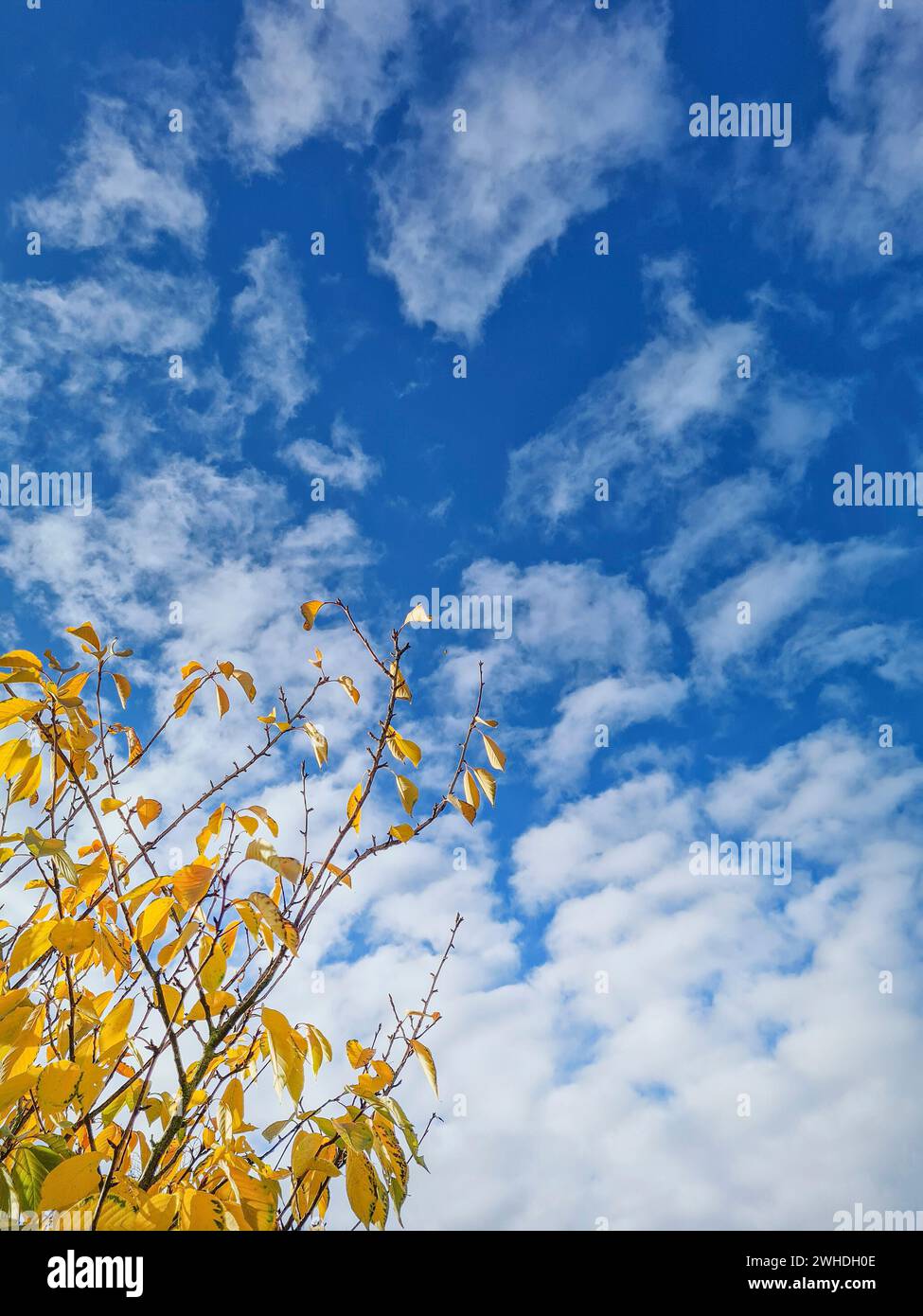 Cielo blu con nuvole bianche in una giornata di sole in autunno con foglie gialle alla luce del sole in primo piano Foto Stock