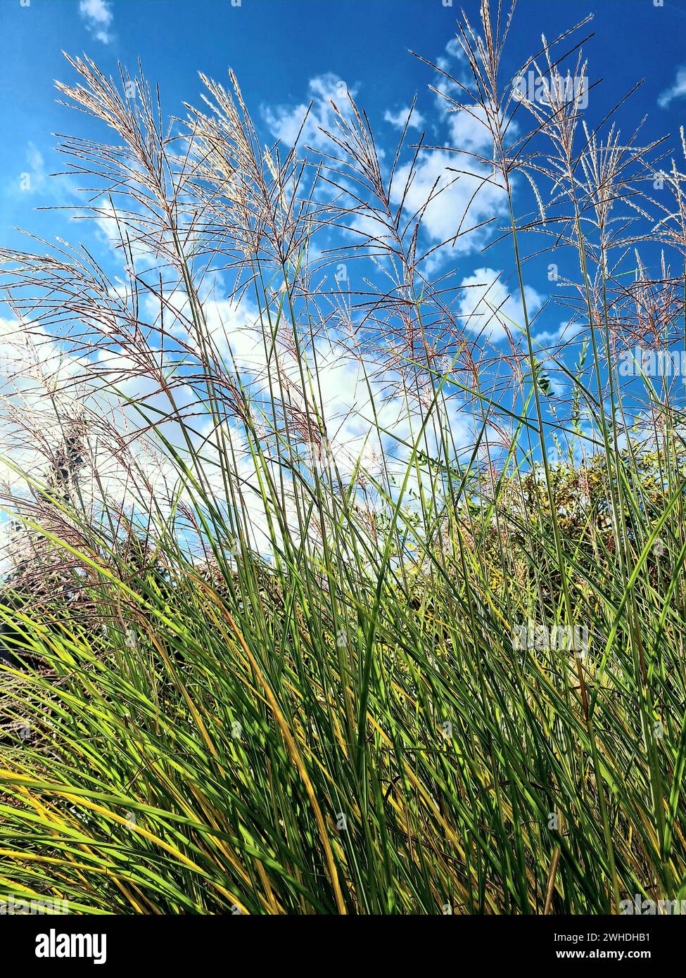 Foto all'aperto con cielo blu all'orizzonte con erba di piume e erba in primo piano Foto Stock