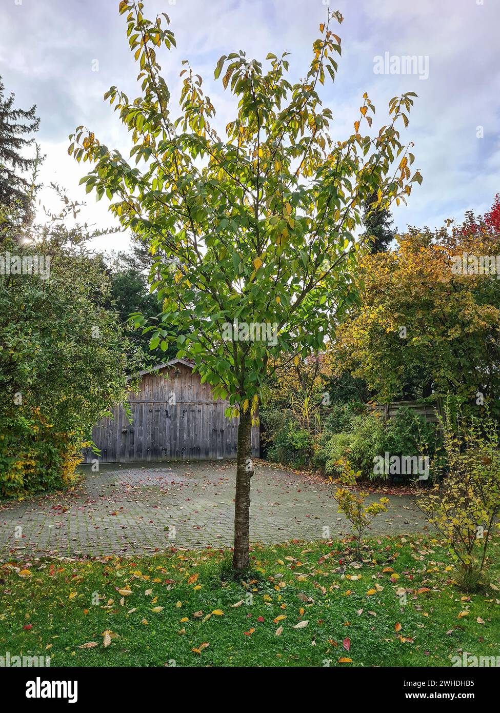 Vista di un ciliegio in autunno con foglie autunnali sull'erba e vista della capanna di legno sullo sfondo Foto Stock