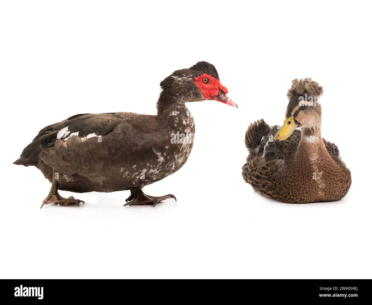 anatra di cairina moschata e anatra femmina marrone isolata su sfondo bianco Foto Stock