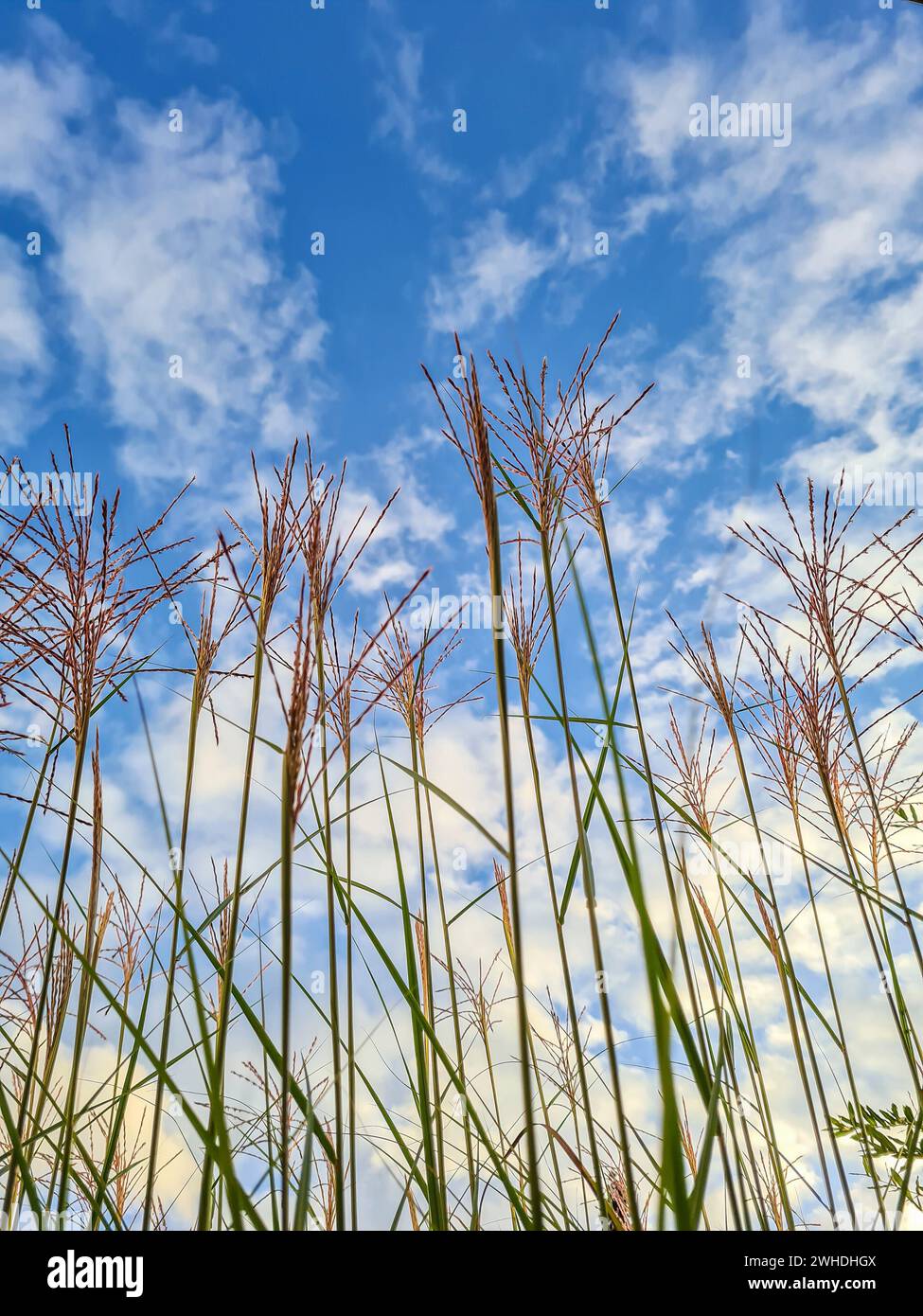 Foto all'aperto con cielo blu all'orizzonte con erba di piume e erba in primo piano Foto Stock