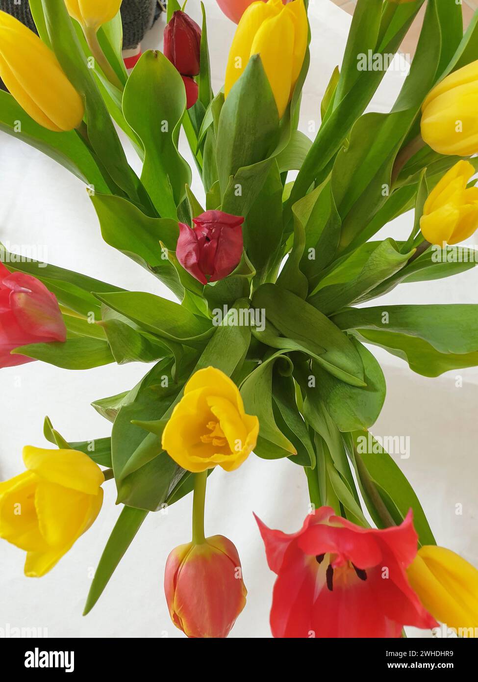 Un bouquet colorato di tulipani rossi, rosa, gialli e viola in un vaso all'inizio della primavera Foto Stock