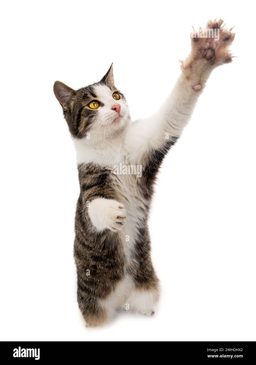 il gatto grigio sta sulle sue zampe posteriori isolate su sfondo bianco Foto Stock