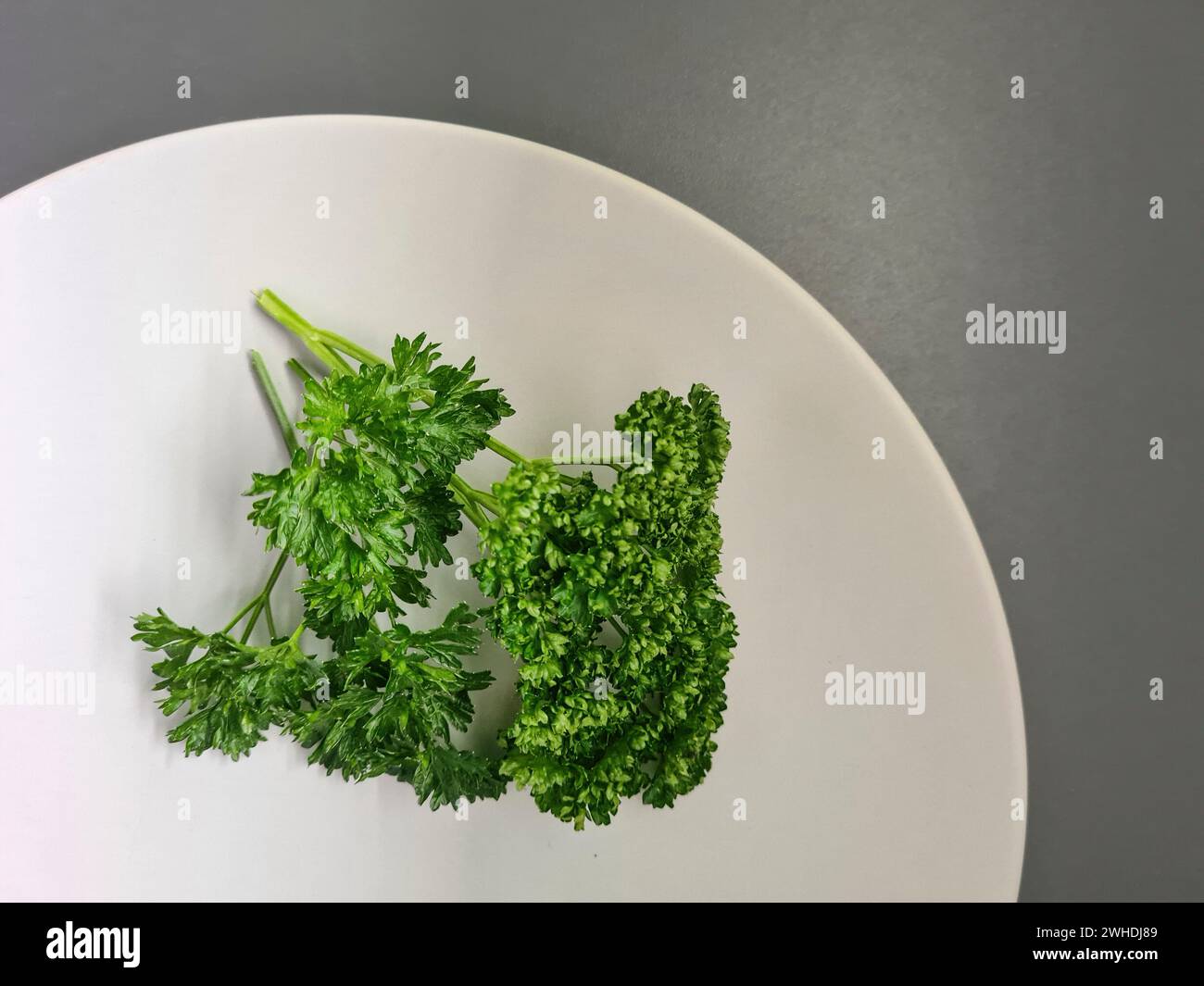Solo un piatto bianco con prezzemolo riccio verde su sfondo grigio Foto Stock