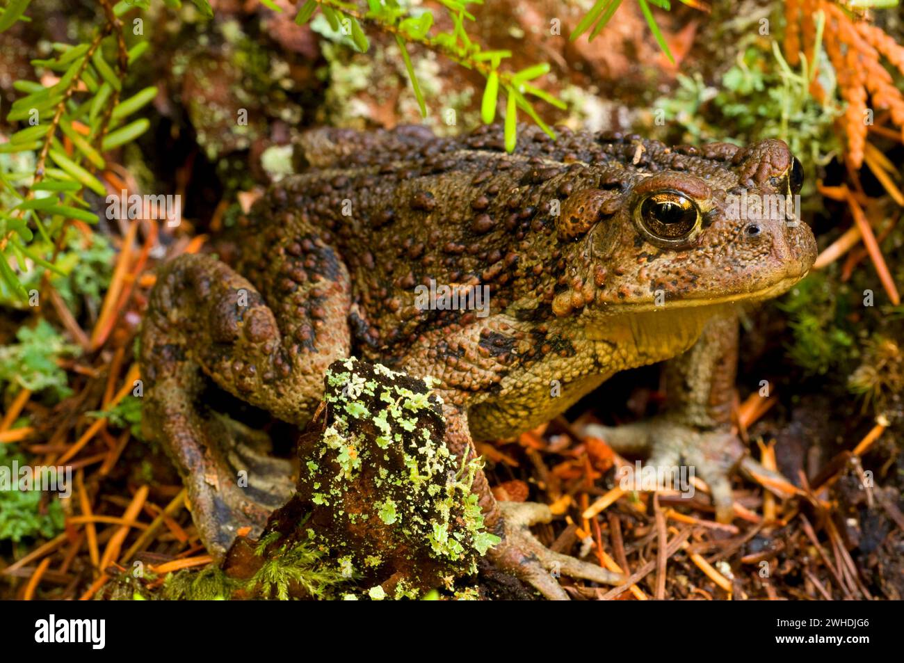 Il rospo occidentale (Anaxyrus boreas), Mt Jefferson deserto, Willamette National Forest, Oregon Foto Stock