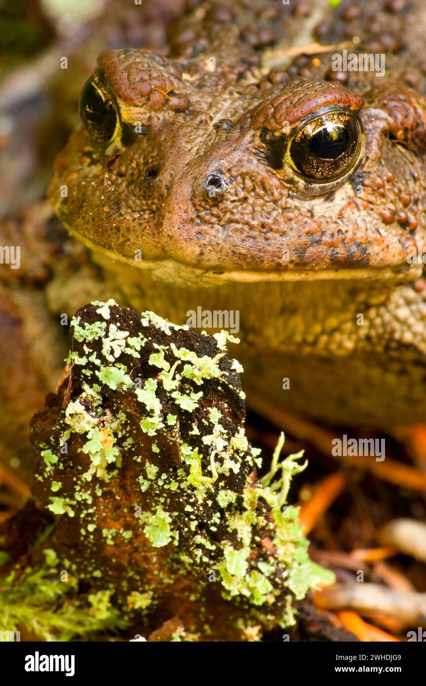 Il rospo occidentale (Anaxyrus boreas), Mt Jefferson deserto, Willamette National Forest, Oregon Foto Stock