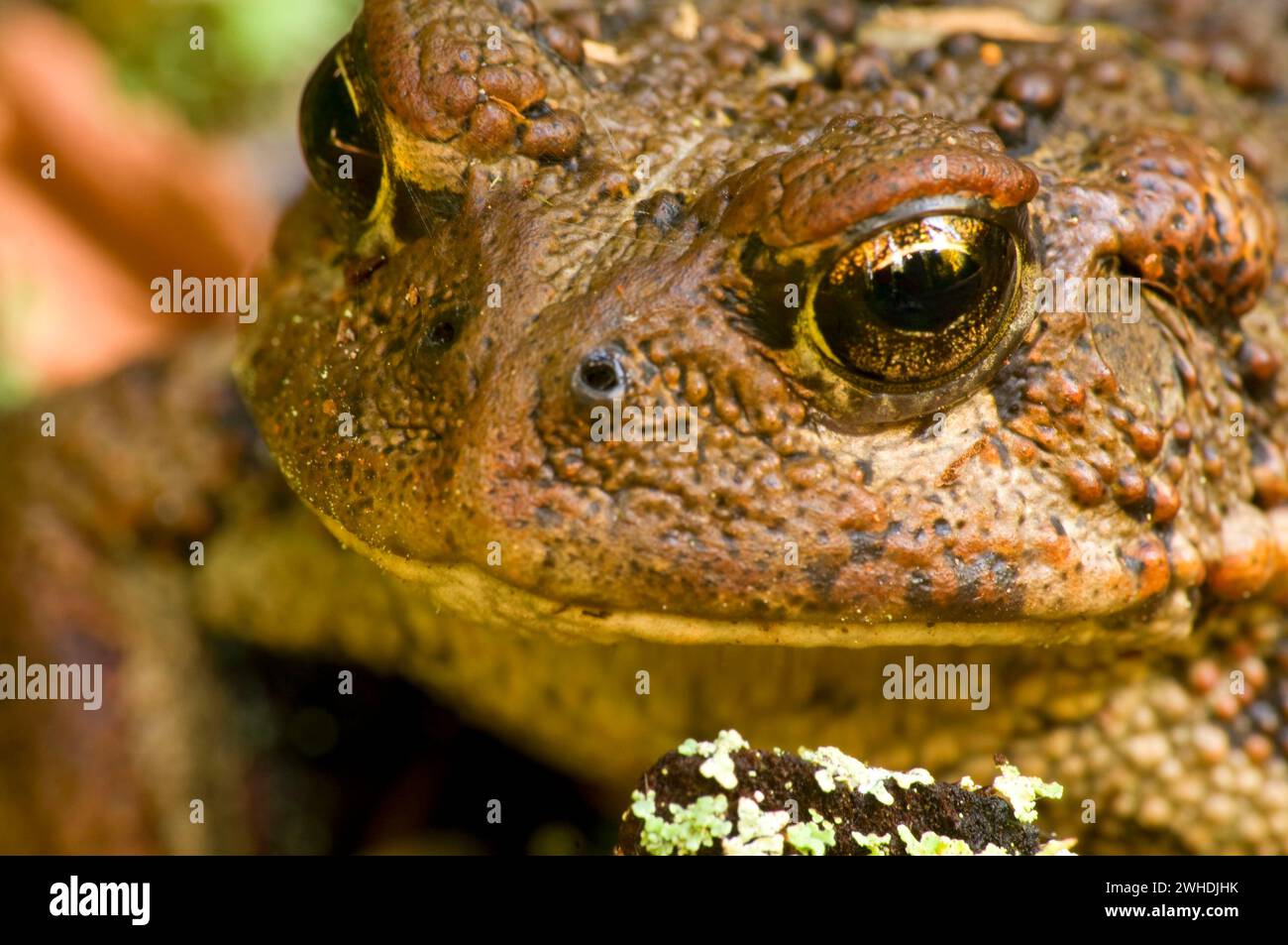 Il rospo occidentale (Anaxyrus boreas), Mt Jefferson deserto, Willamette National Forest, Oregon Foto Stock