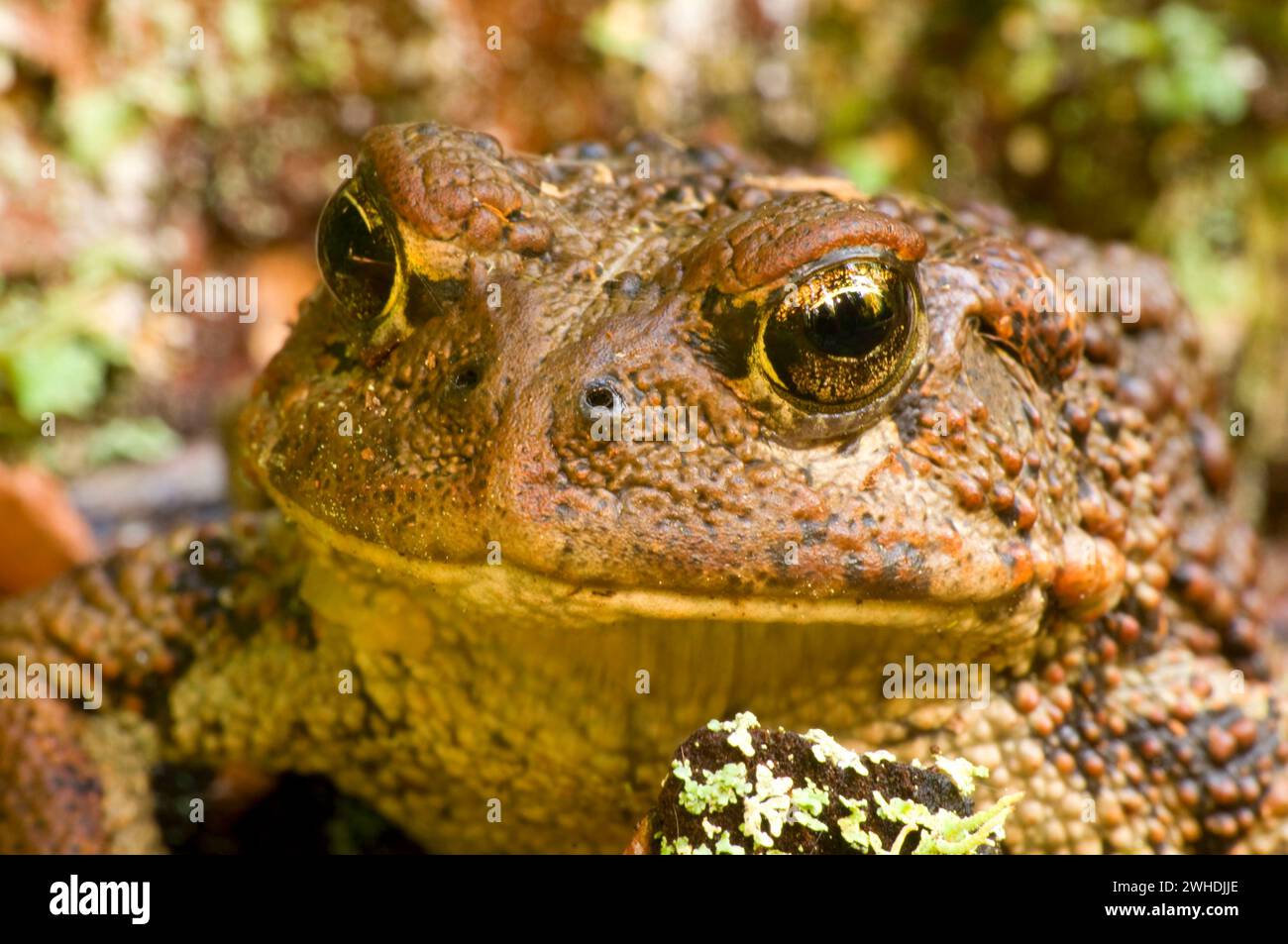 Il rospo occidentale (Anaxyrus boreas), Mt Jefferson deserto, Willamette National Forest, Oregon Foto Stock