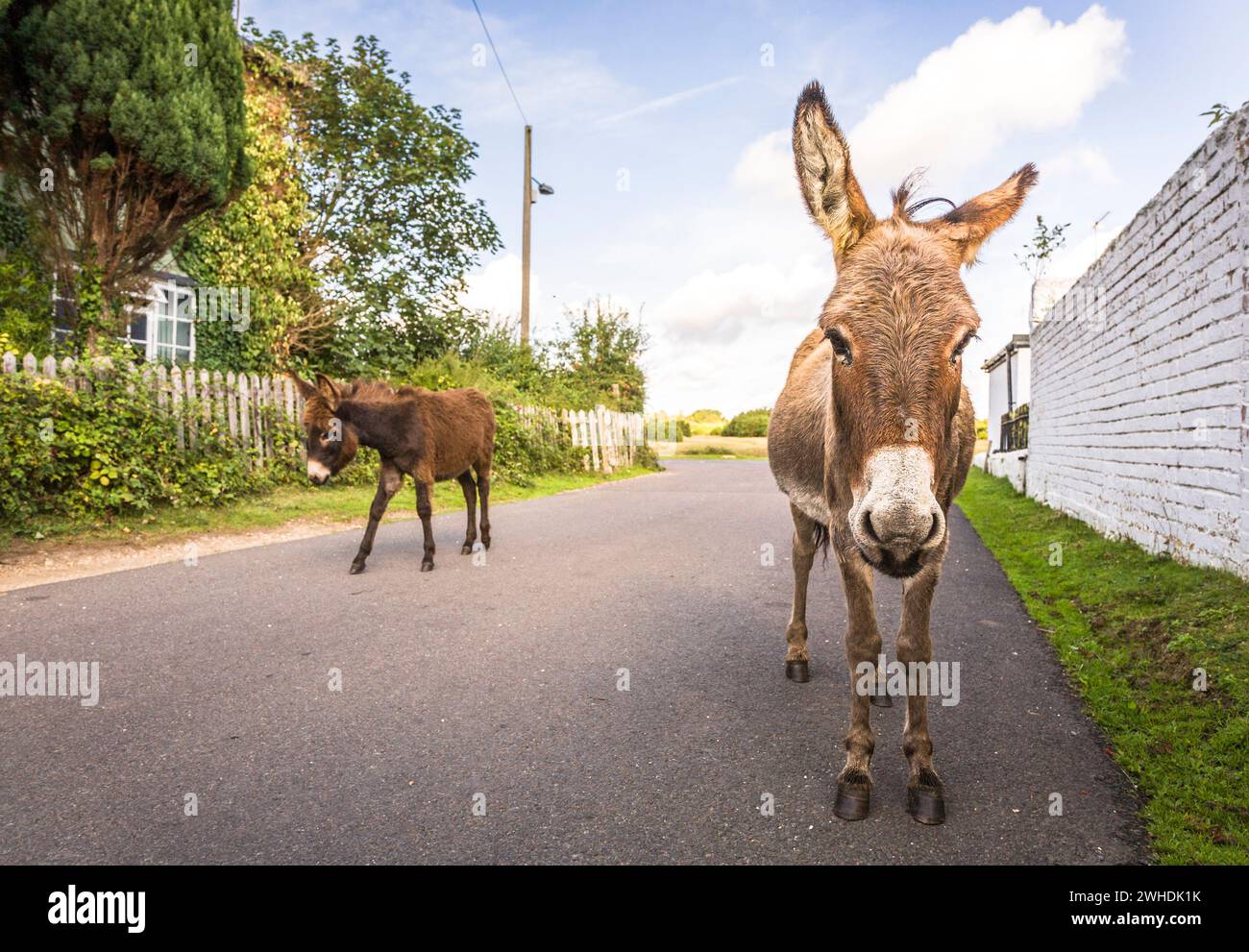 Asini selvatici che camminano lungo una strada attraverso un villaggio di New Forest, Hampshire, Regno Unito Foto Stock