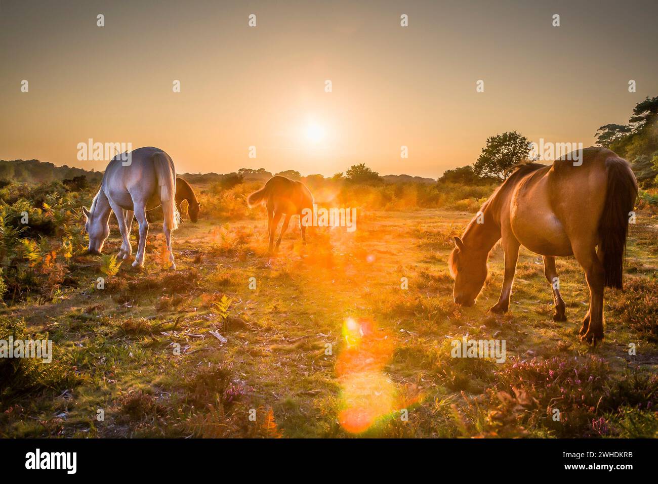 Pony selvatici pascolano al tramonto a New Forest, Hampshire Foto Stock