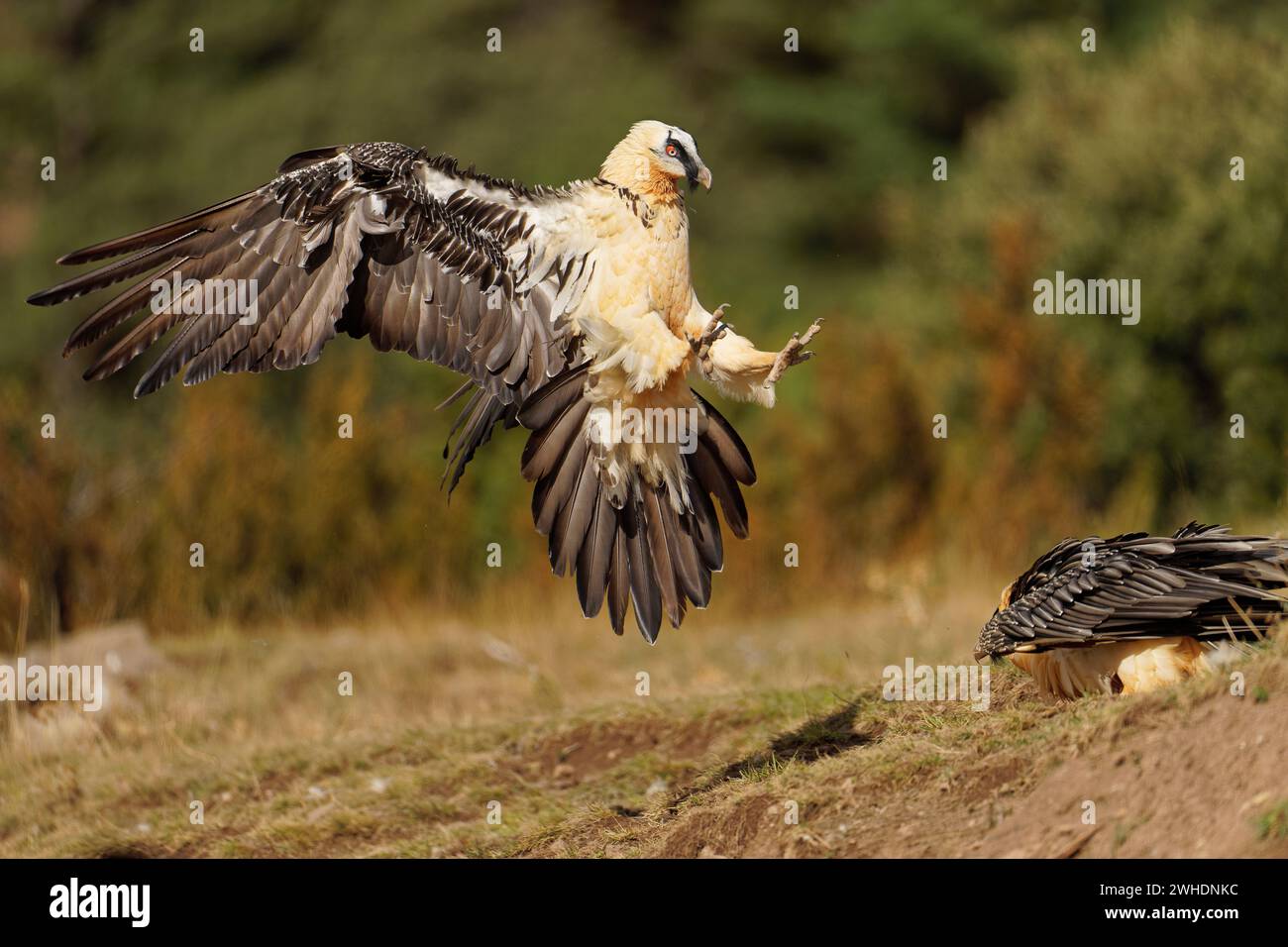 Avvoltoi barbuti adulti (Gypaetus barbatus), gioco, Catalogna, Pirenei, Spagna | avvoltoi barbuti vecchi (Gypaetus barbatus), gioco, lotta, Catalogna, Pirenei, Spagna Foto Stock