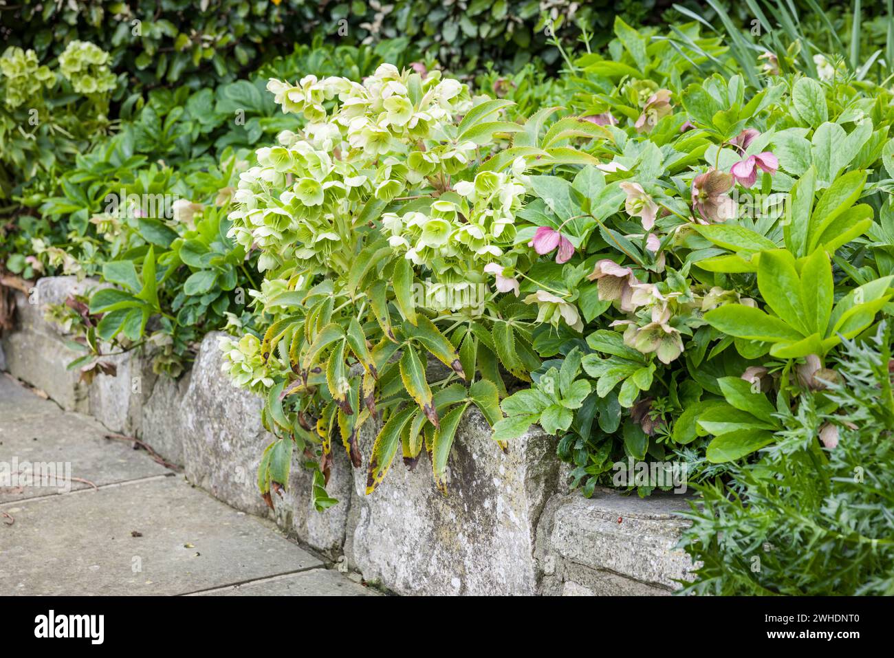 Hellebores (rosa invernale o rosa natalizia) Helleborus orientalis e Helleborus niger che fioriscono in un giardino del Regno Unito Foto Stock