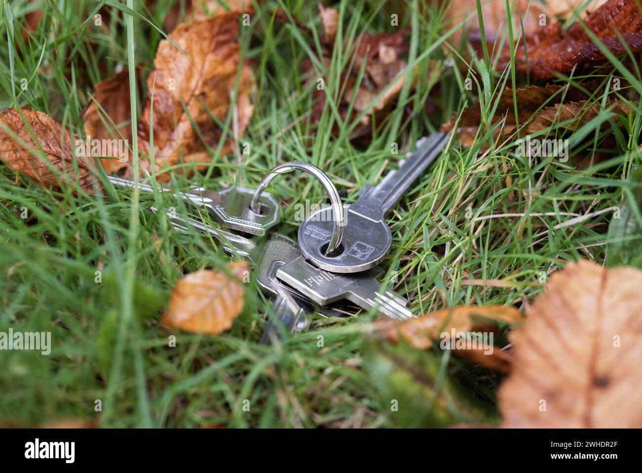 Mazzo di chiavi smarrite lungo la strada, foglie autunnali, immagine simbolica, chiave dell'appartamento smarrita, Foto Stock