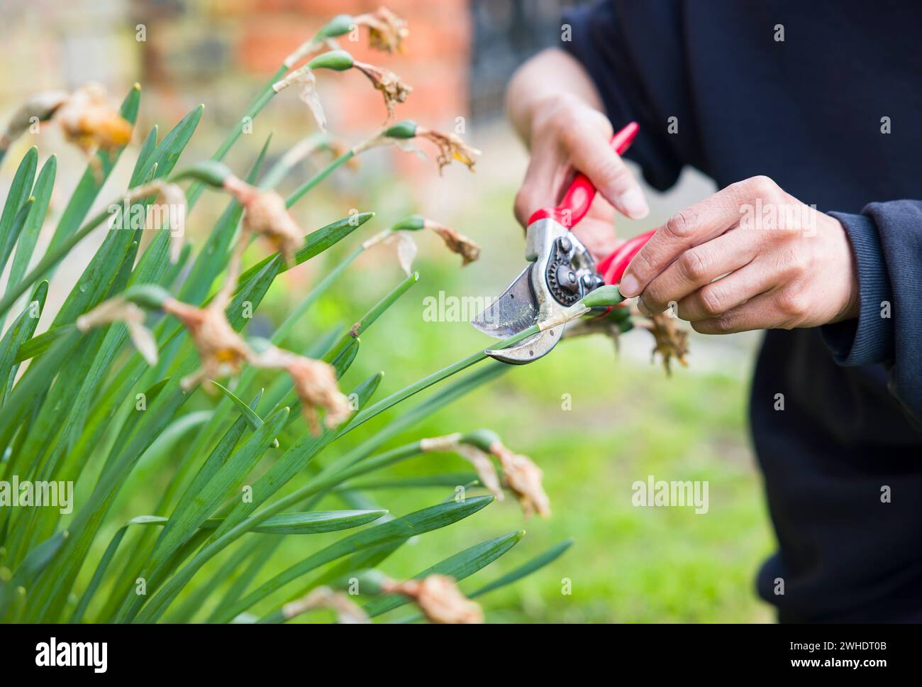 Primo piano di una donna giardiniera narcisi letali con le forbici in un giardino all'inglese Foto Stock