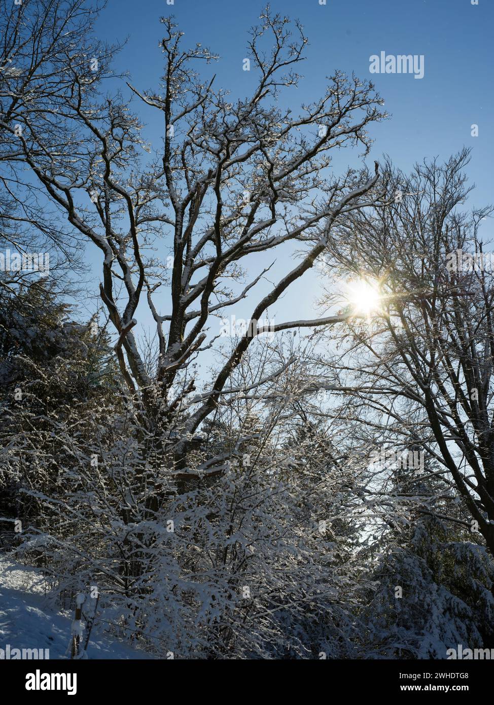 Inverno nel Giardino Botanico di Zurigo, Svizzera Foto Stock
