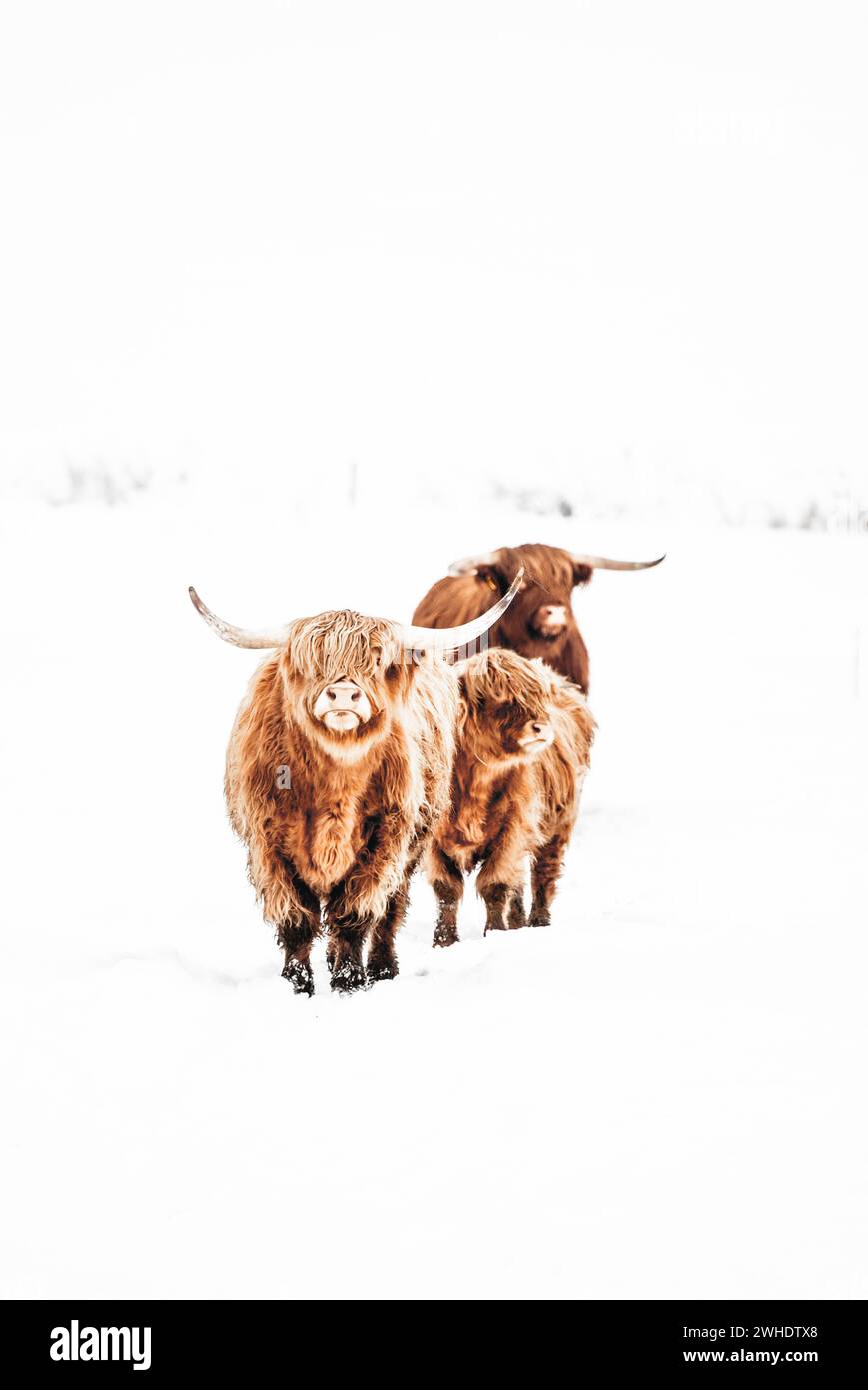 Mandria di bovini scozzesi delle Highland nel paesaggio innevato di Allgäu Foto Stock