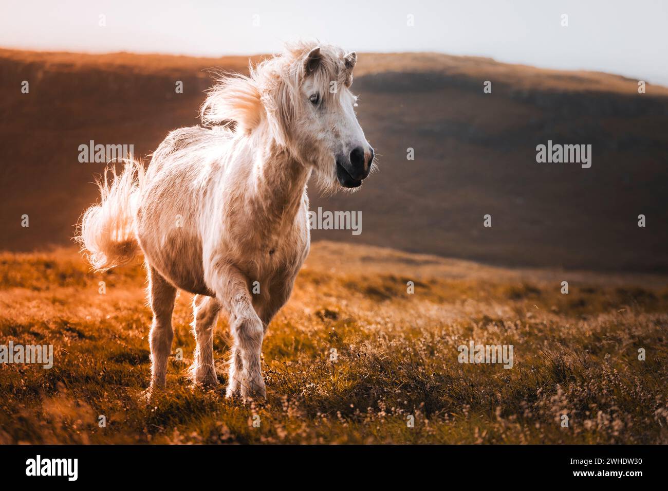 Pony/cavallo bianco in Islanda Foto Stock