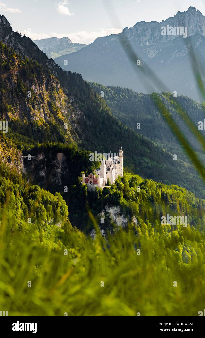 Castello di Neuschwanstein di fronte alle montagne delle Alpi Allgäu in una giornata di sole all'inizio dell'estate. Erba in primo piano. Allgäu est, Allgäu, Baviera, Germania, Europa Foto Stock