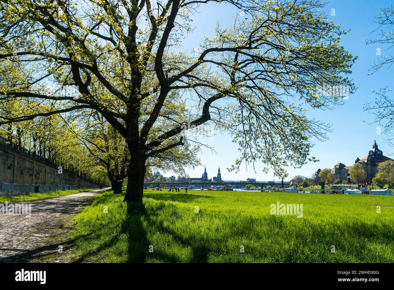Dresda, Terrassenufer, vista lontana della città vecchia, alberi in primavera Foto Stock