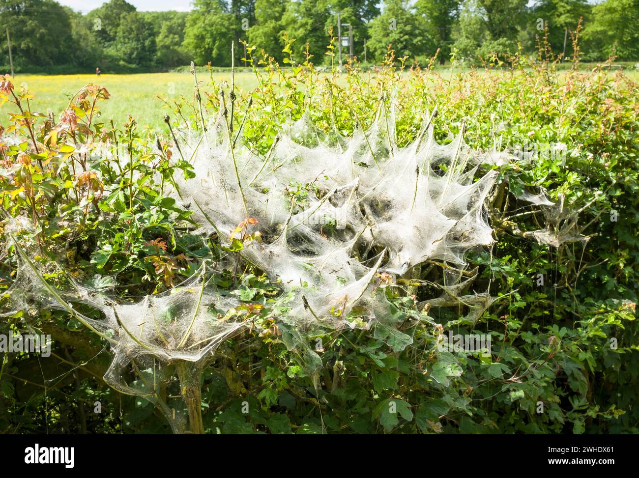 Infestazione di piccoli bruchi di ermina (Yponomeuta padella) su una siepe nella campagna inglese. Milton Keynes, Regno Unito Foto Stock