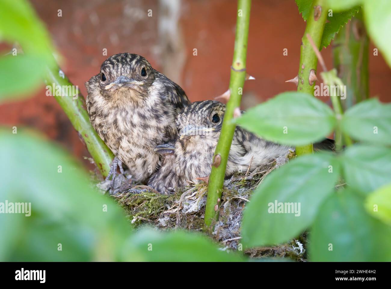 Nidificano gli uccelli, pulcini maculati (Muscicapa striata) in un nido nascosto in un cespuglio di rose in un giardino del Regno Unito Foto Stock