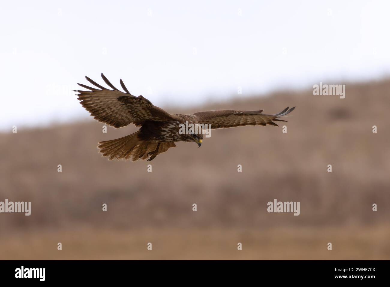 Ronzio comune in volo, caccia all'uccello predatore sui prati in habitat naturale (Buteo buteo) Foto Stock