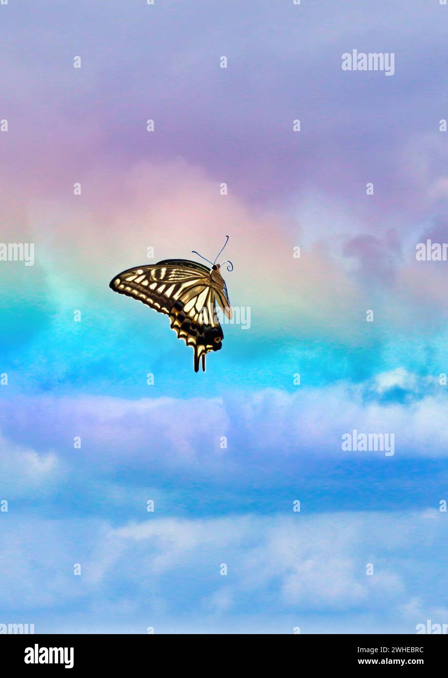 Bellissima farfalla a coda di rondine che si innalza verso il cielo di fronte a un cielo arcobaleno. Foto Stock