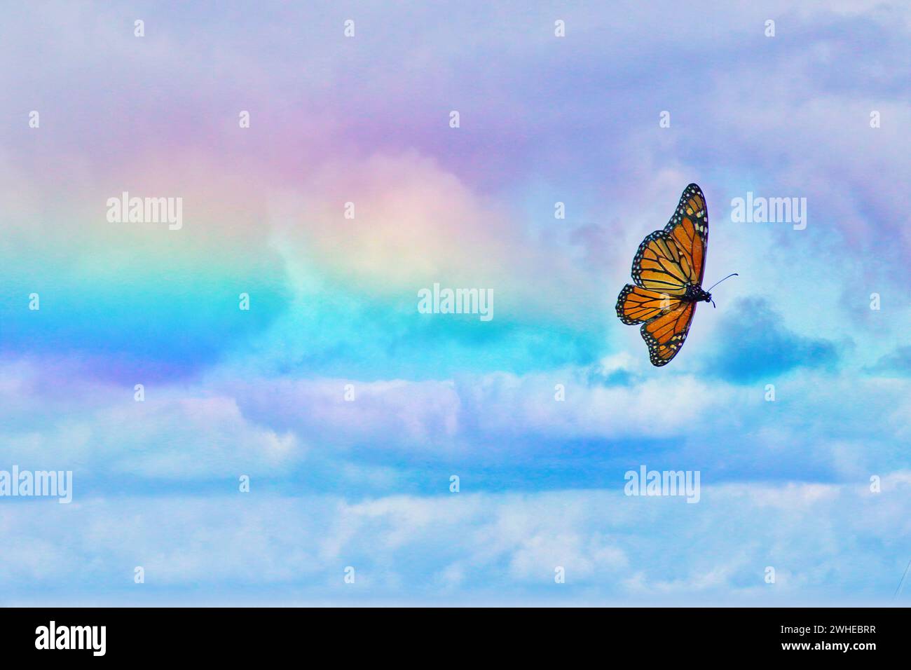 La bellissima farfalla Monarch si innalza su un cielo arcobaleno. Foto Stock