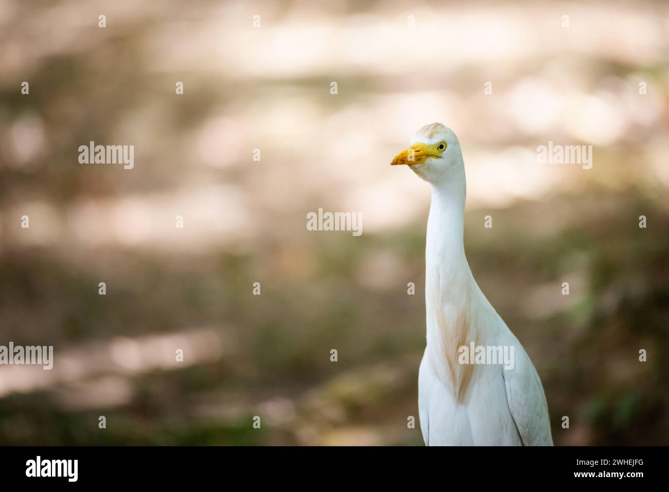 La grande egretta comune famiglia di aironi di uccelli migratori bianchi da vicino sullo sfondo bokeh caccia isolata e fissa Foto Stock