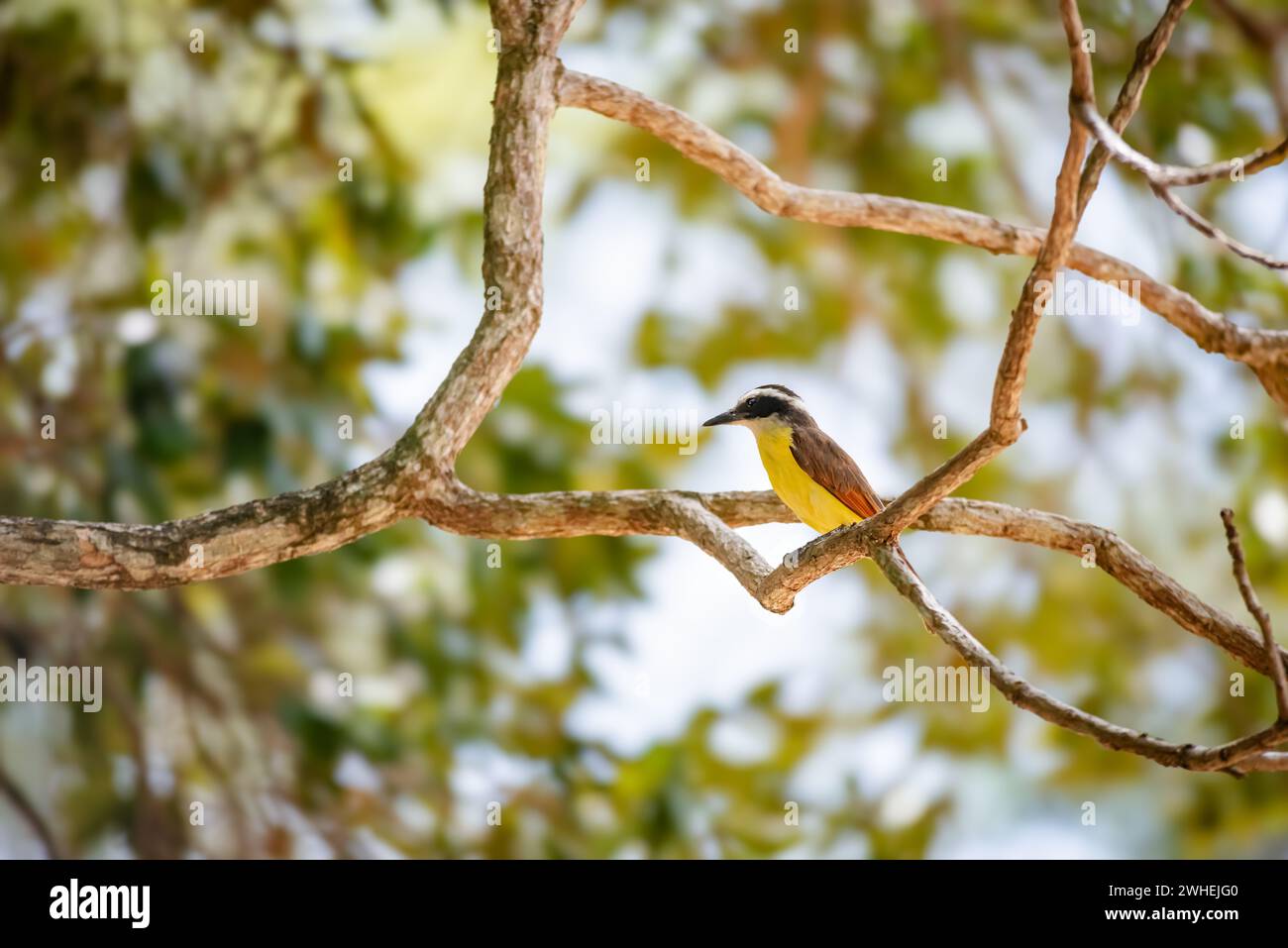 Grande uccello kiskadee a Trinidad e Tobago Pitangus Sulphuratus giallo tropicale e marrone su un ramo d'albero retroilluminato Foto Stock