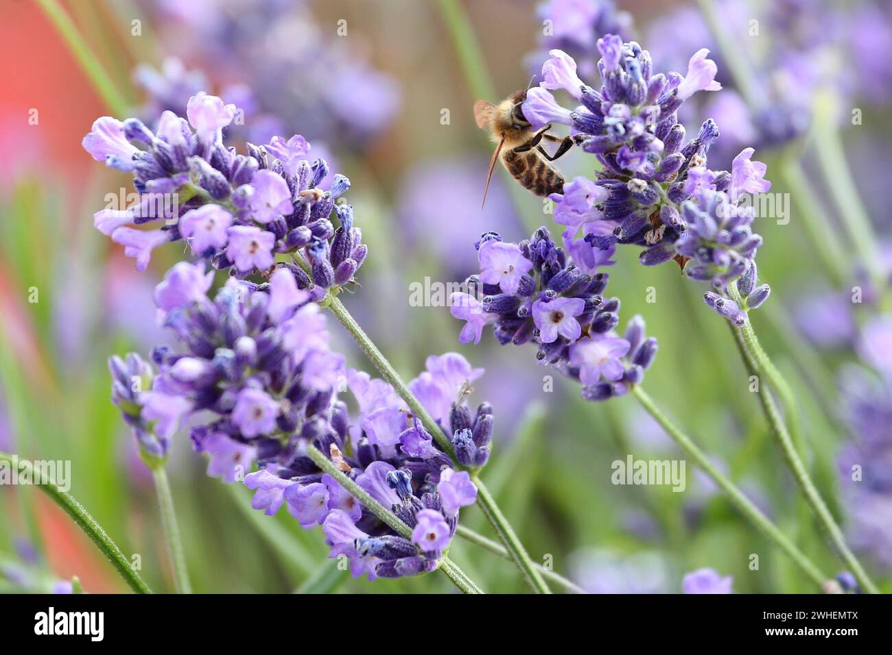 '28.06.2023, Germania, Amburgo, Amburgo - ape di miele che succhia il nettare da un fiore di lavanda. 00S230628D011CAROEX.JPG [VERSIONE DEL MODELLO: NON APPLICABILE, PROP Foto Stock