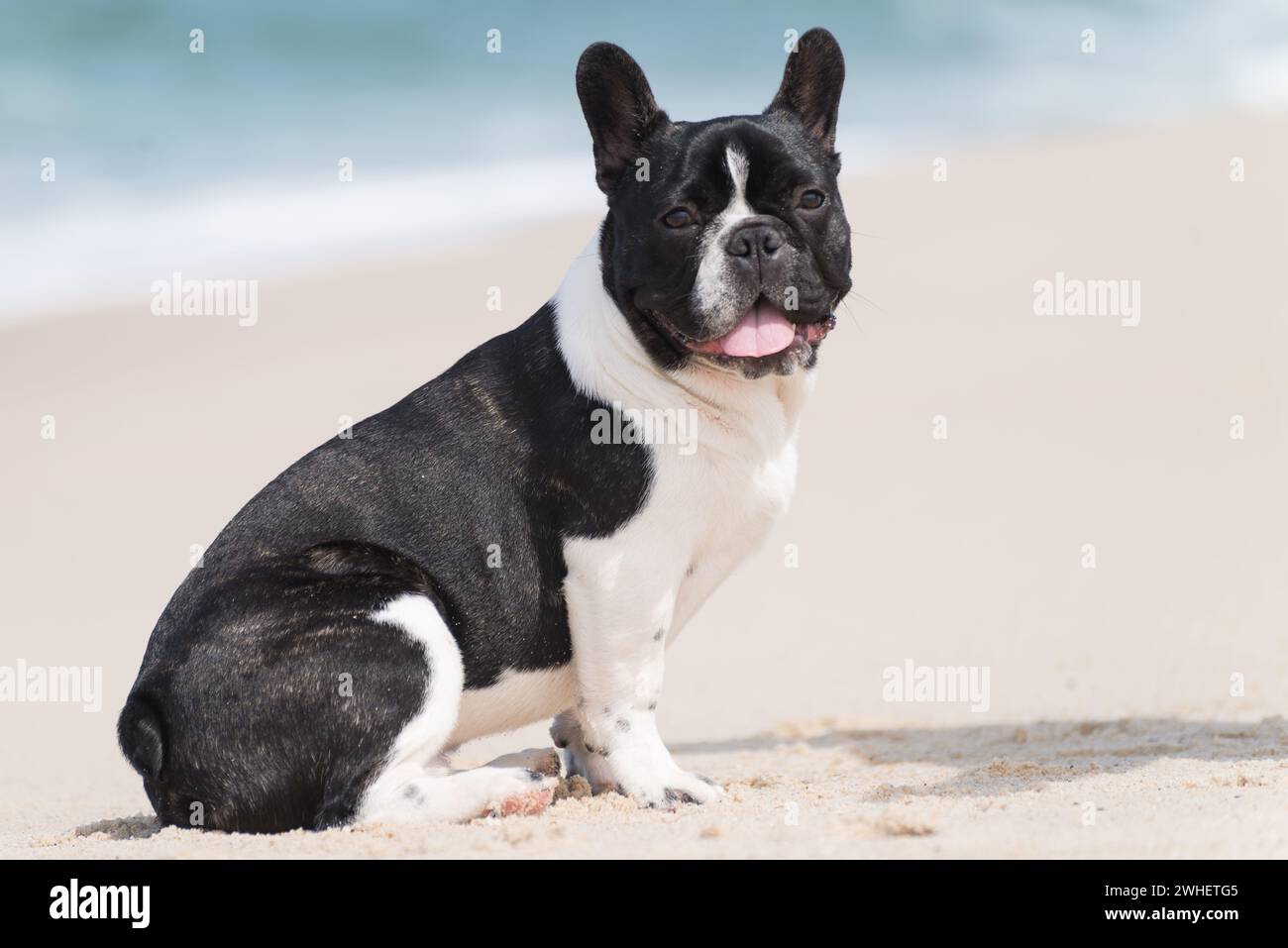 Bulldog francese sulla spiaggia Foto Stock