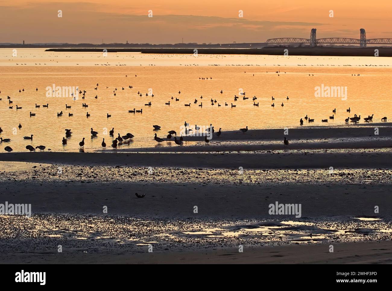 Jamaica Bay con il ponte del parco marino e le oche brant Foto Stock