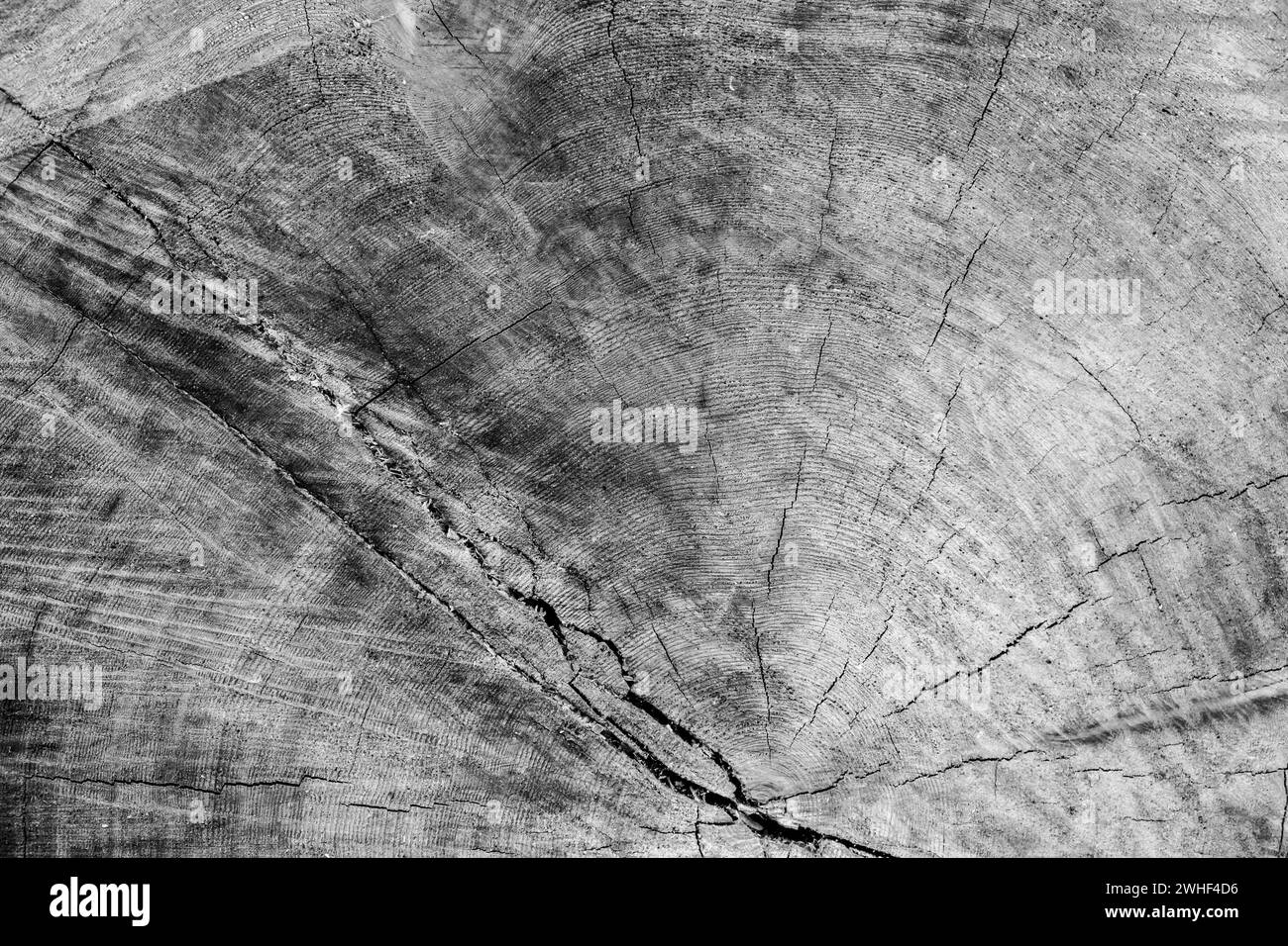 Tagliare il bordo del tronco di legno duro in bianco e nero Foto Stock Tagliare il bordo del tronco di legno duro in bianco e nero Foto Stock