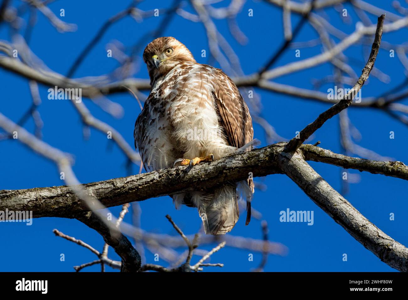 Un falco dalla coda rossa appollaiato in un albero nell'Ontario sudoccidentale, Canada. Foto Stock