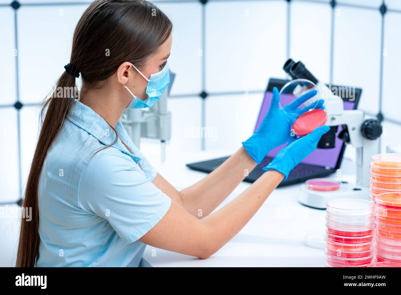 Scienziato esaminando capsula di petri Foto Stock