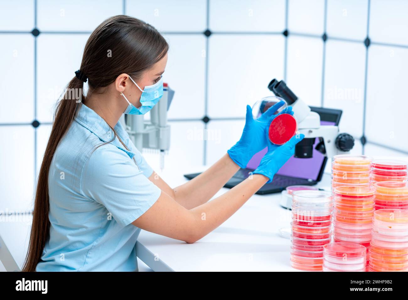 Scienziato esaminando capsula di petri Foto Stock