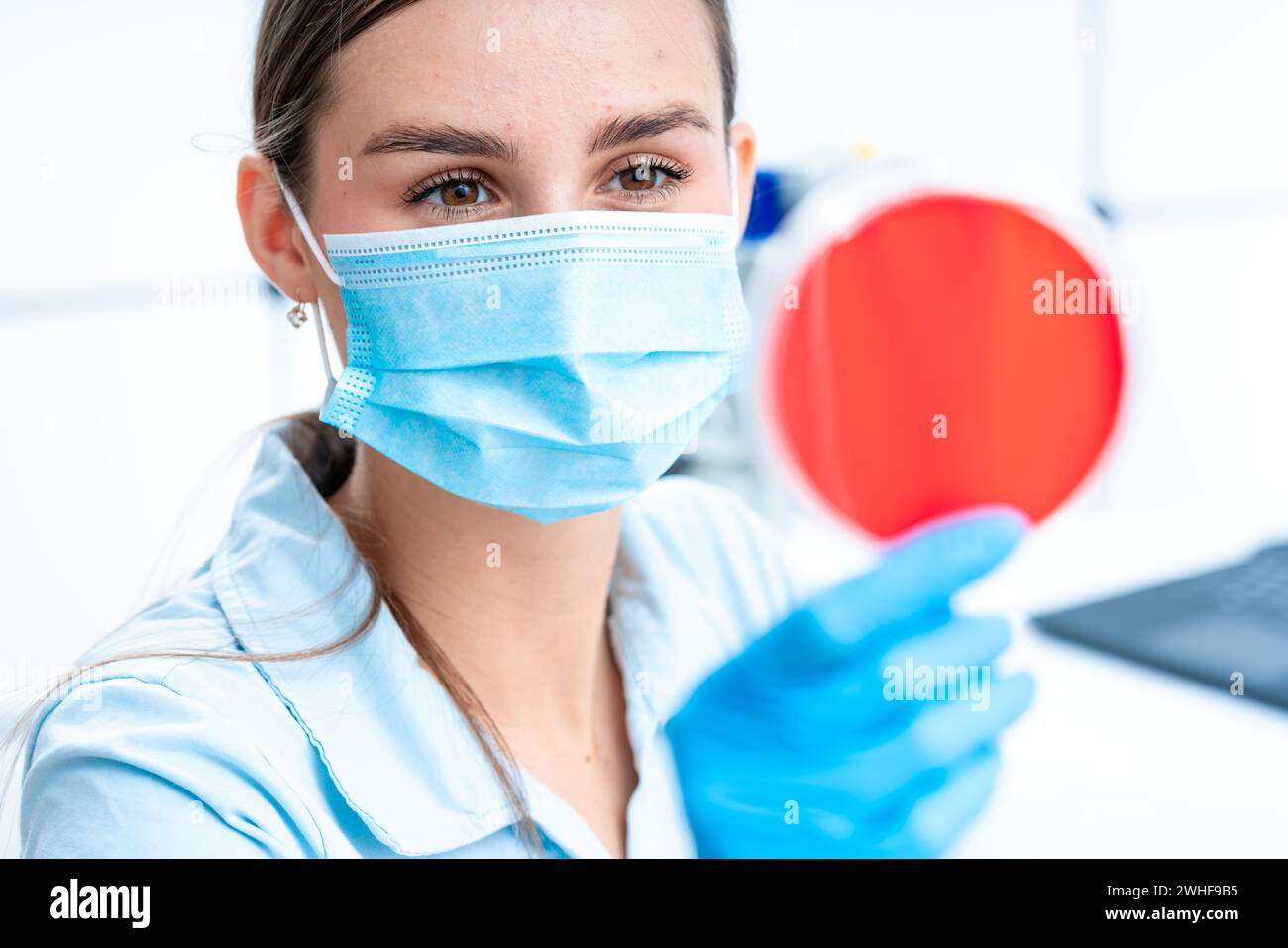 Scienziato esaminando capsula di petri Foto Stock