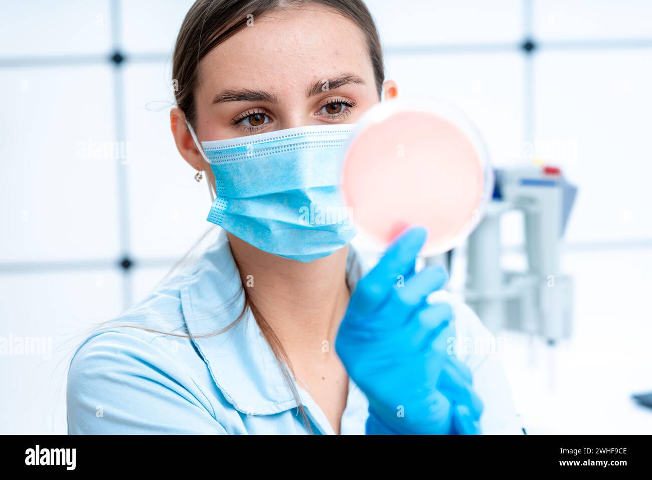 Scienziato esaminando capsula di petri Foto Stock