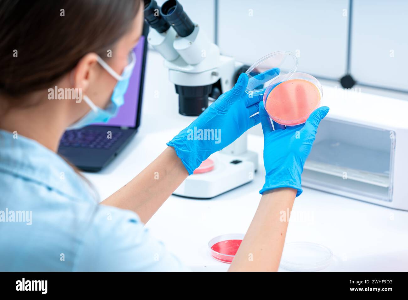 Scienziato esaminando capsula di petri Foto Stock
