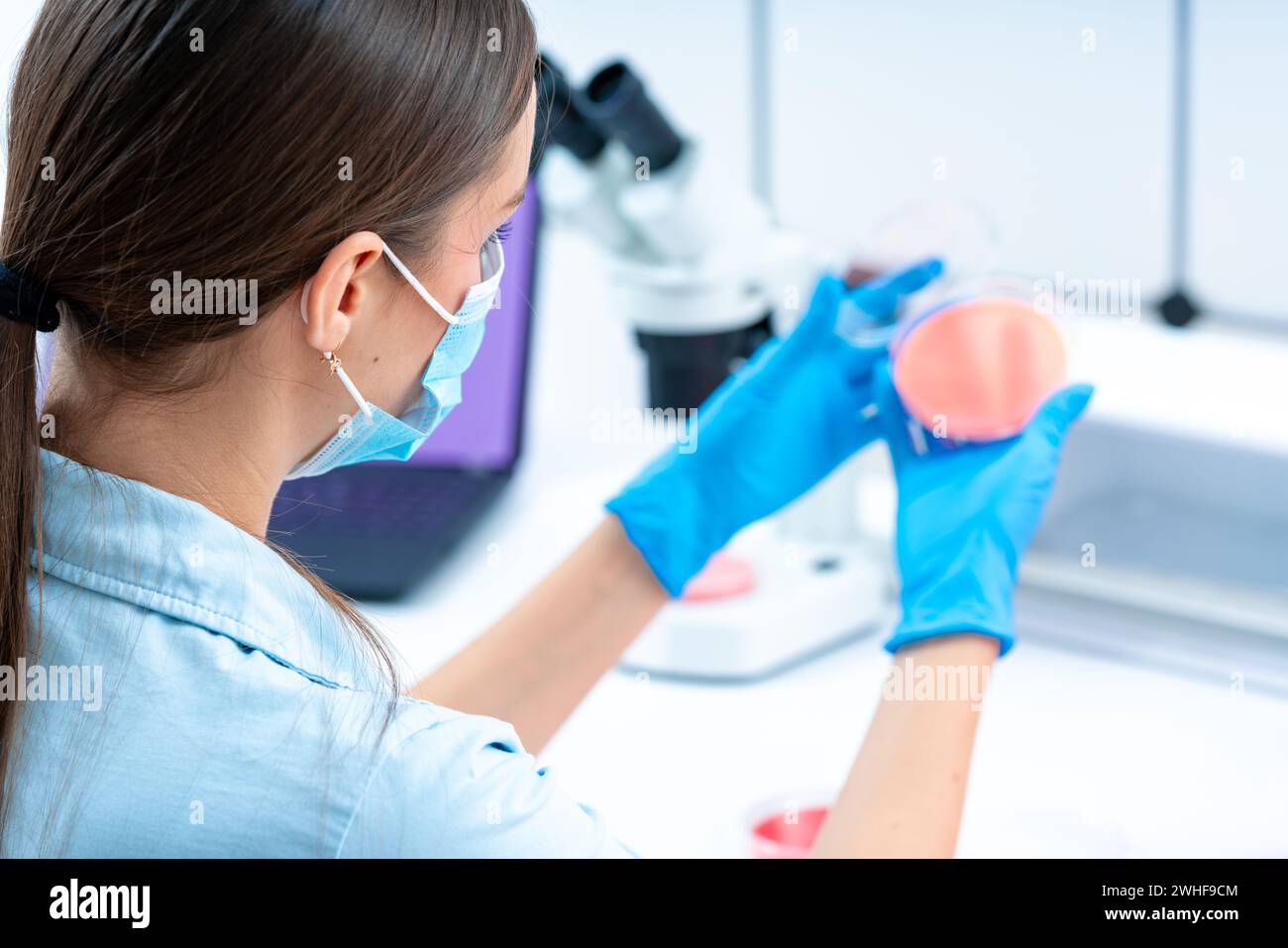 Scienziato esaminando capsula di petri Foto Stock