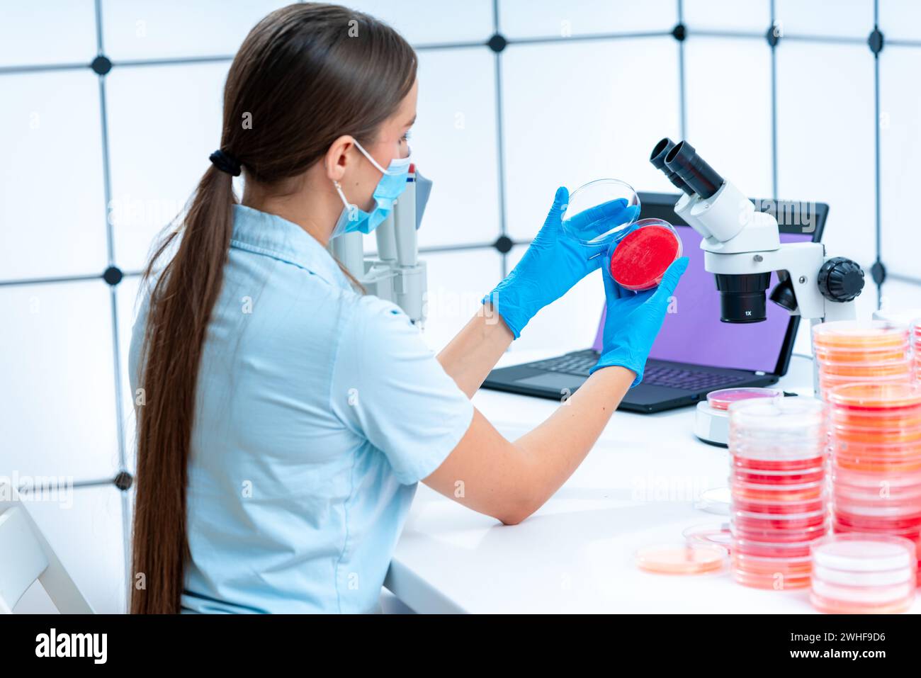 Scienziato esaminando capsula di petri Foto Stock