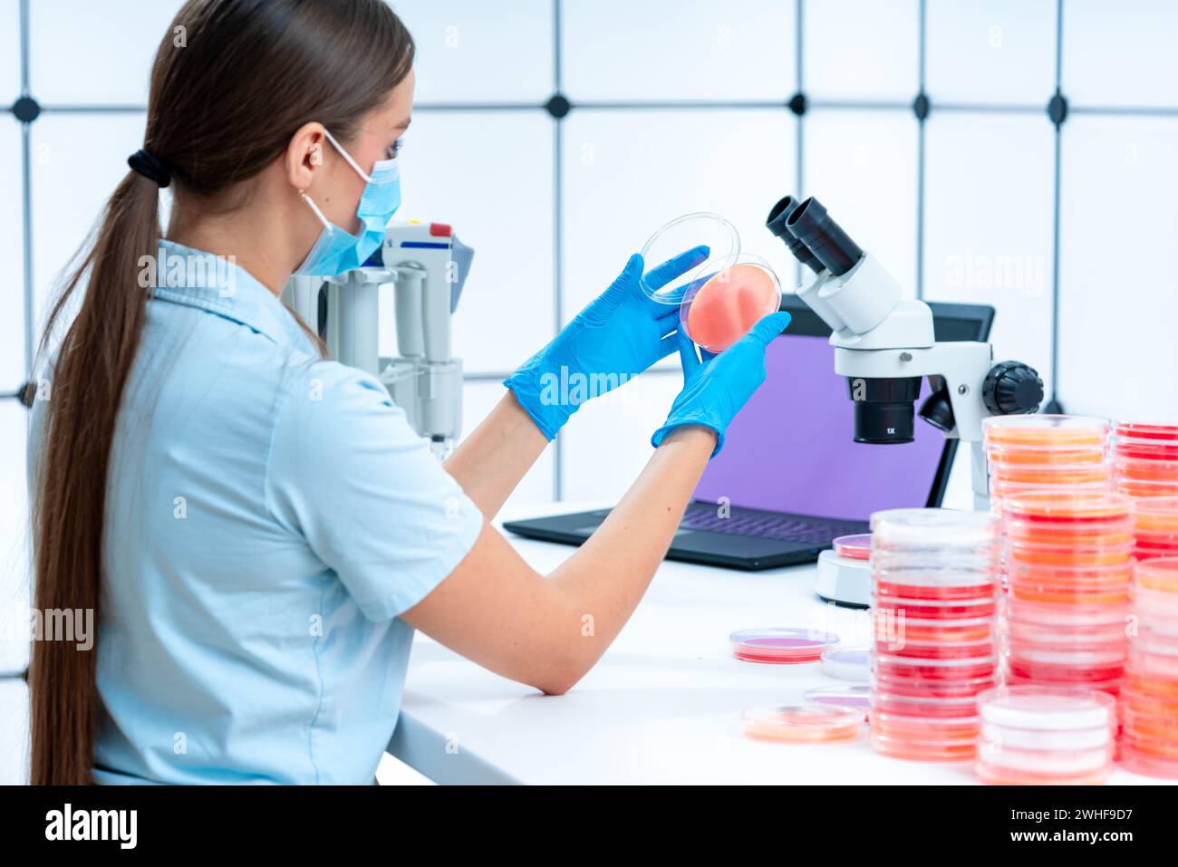 Scienziato esaminando capsula di petri Foto Stock