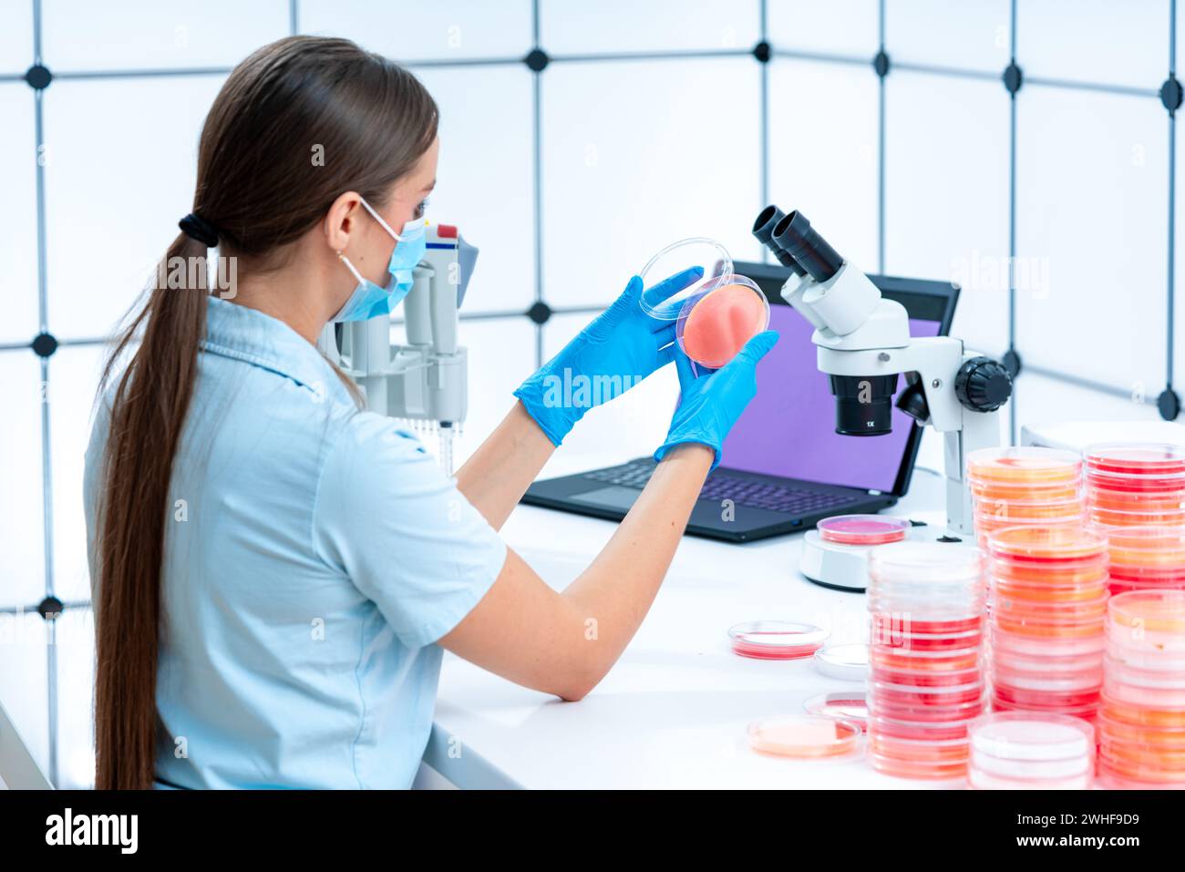 Scienziato esaminando capsula di petri Foto Stock